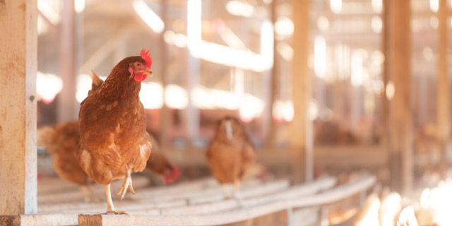 ご予約専用ページ】 宮下養鶏の朝採れ平飼い卵 大分県産 水